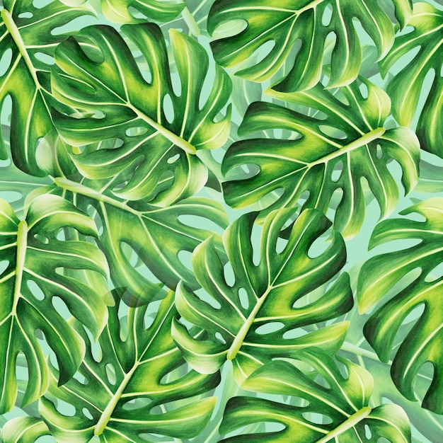 Watercolor seamless pattern with realistic tropical illustration of monstera isolated on white backg