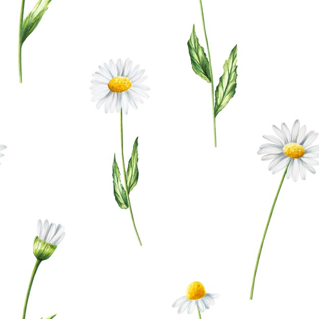 Watercolor seamless pattern with white daisy flowers illustration isolated on white background Cham