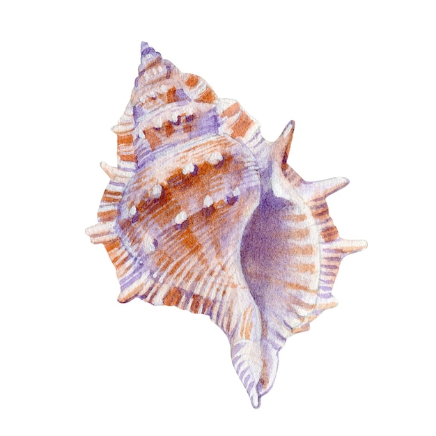 メニューやデザインの白い背景に水彩の貝殻