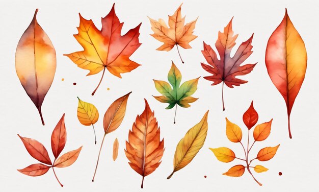 Photo watercolor set of autumn leaves