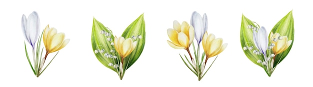 Watercolor set of bouquets of yellow white and purple blooming crocuses and lily of the valley flow