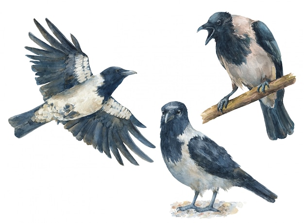 Watercolor set of crows