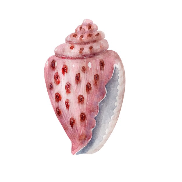 水彩セット繊細なピンクの貝殻