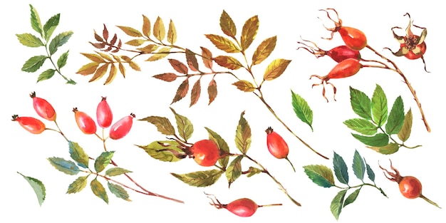 Watercolor set of dog rose briar with red berries and green leaves