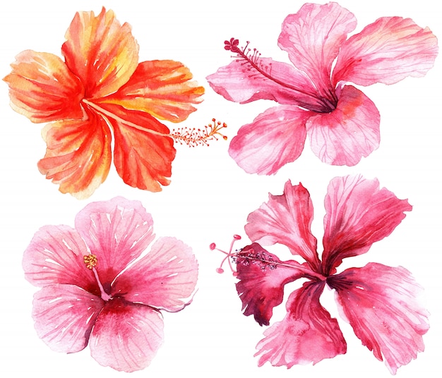 Photo watercolor set of floral tropical natural elements.