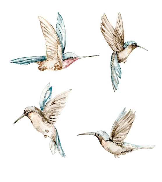 손으로 그린 파란색 ummingbird의 수채화 세트입니다. 흰색에 수채화로 손으로 그린