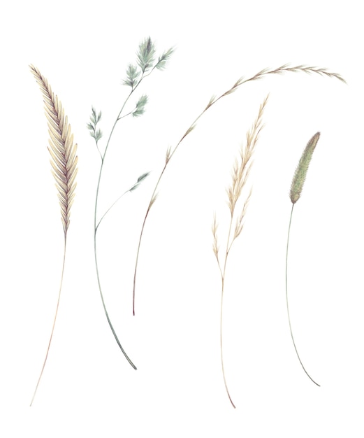 Watercolor set of illustration of spikelets blades of grass isolated on white background field grass