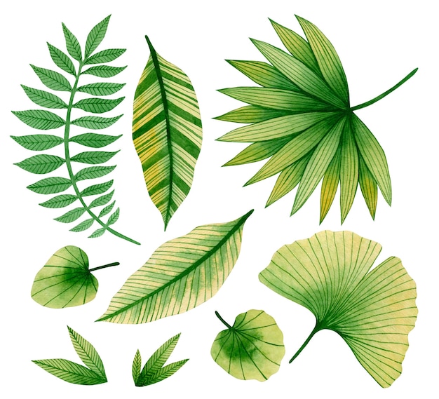 白い背景で隔離の熱帯の葉の水彩セットイラスト