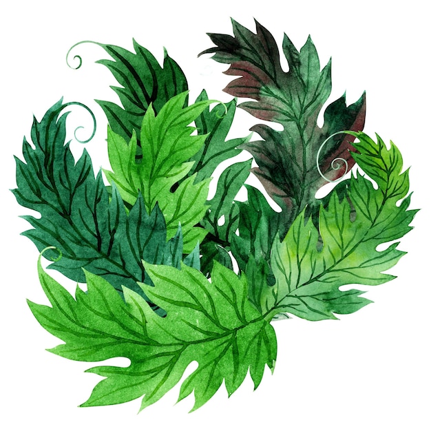 Photo watercolor set of illustration with stylized green acanthus leaves