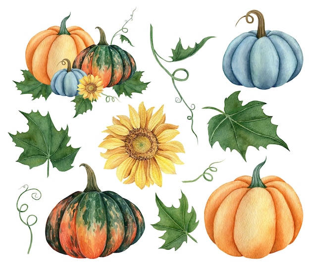 Watercolor set of pumpkins orange blue and green colors with leaves and sunflower hand drawn