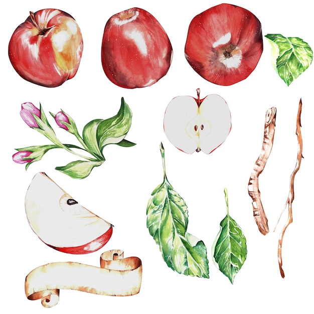 Photo watercolor set a red juicy ripe apple for the design of postcards packages