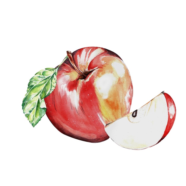 watercolor set a red juicy ripe apple for the design of postcards packages