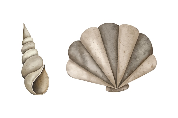 Photo watercolor set of seashell pearl oyster and spiral shell marine underwater elements design drawing o
