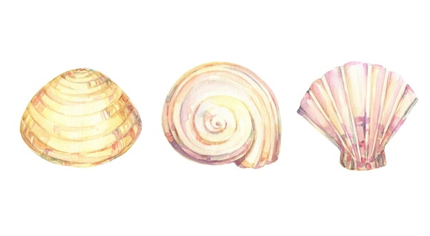 Photo watercolor set of seashells