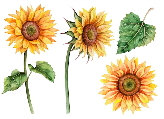 Foto insieme dell'acquerello di girasoli, illustrazione floreale disegnata a mano isolato su bianco