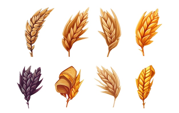 Watercolor set vector illustraton of golden wheat grain crop isolated on white background