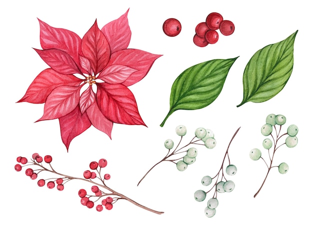 クリスマスの植物とプインセチアと緑の水彩セット