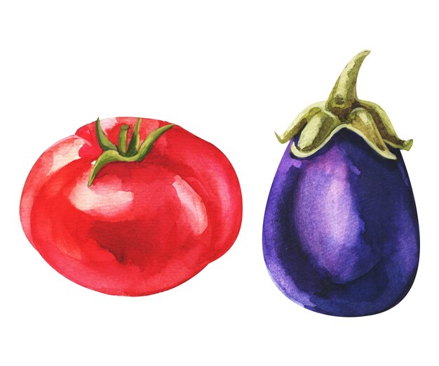 Watercolor set with isolated tomato and eggplant