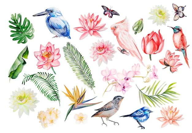Photo watercolor set with tropical leaves flowers and birds illustration