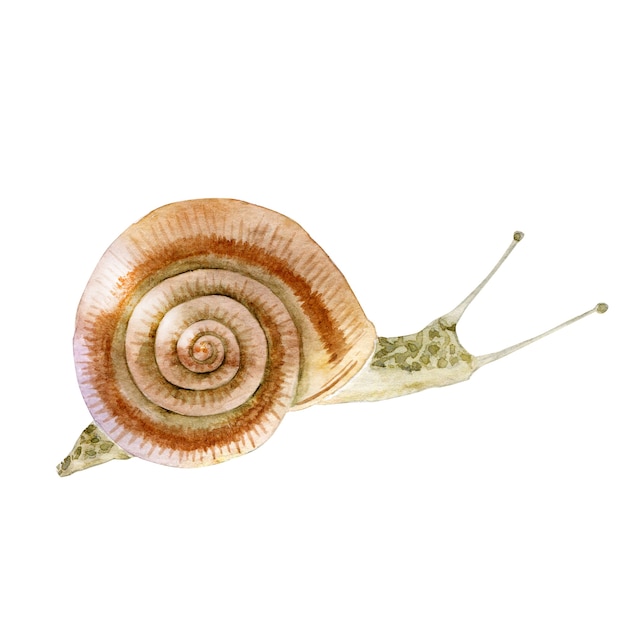 Watercolor snail