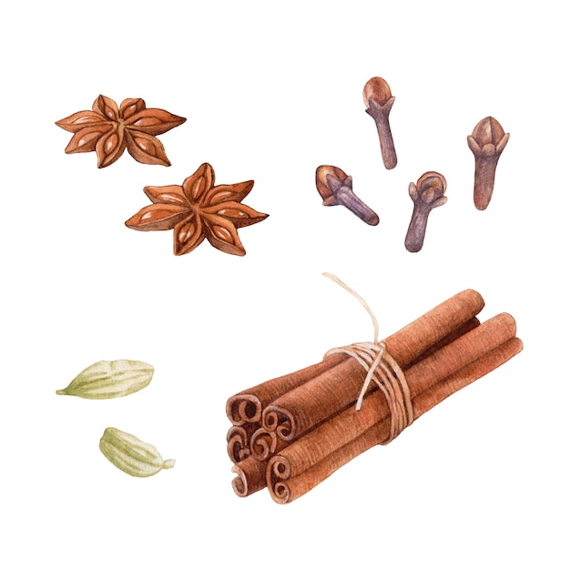 Watercolor spices, cinnamon, cardamon, cloves, anise isolated on white background.