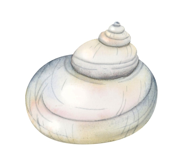 Watercolor spiral seashell in pastel blue beige isolated on white Hand drawn nautical illustration