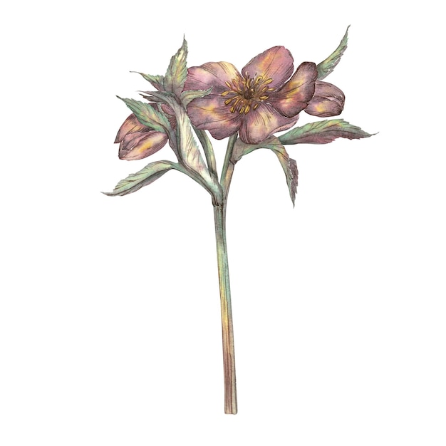 Watercolor spring flower a branch of burgundy hellebore on a white background a handdrawn botanical