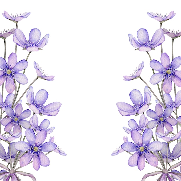 흰색 배경 Scilla Coppice hepatica 첫 번째 봄 꽃에 고립 된 수채화 봄 꽃 섬세한 라일락 꽃의 그림 앵초 말미잘 숲 꽃 간장
