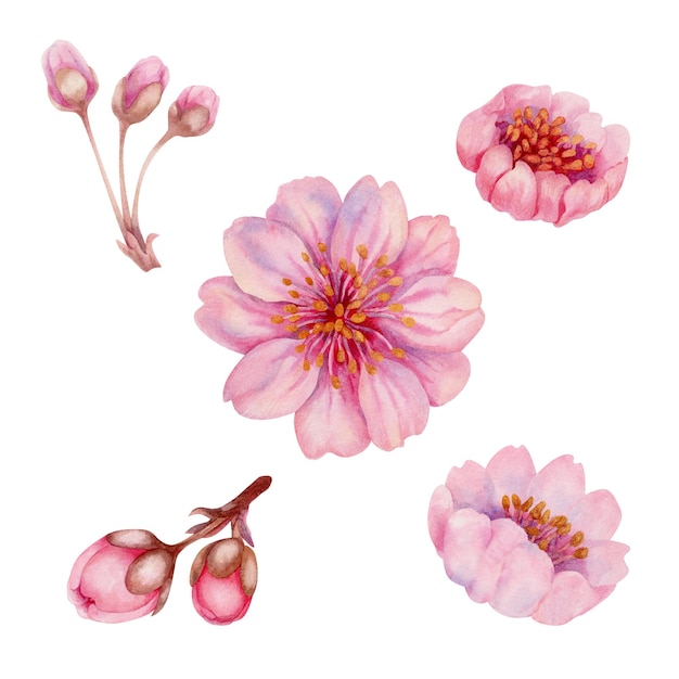 Watercolor spring sakura flowers japanese cherry Illustrations of blooming realistic pink petals