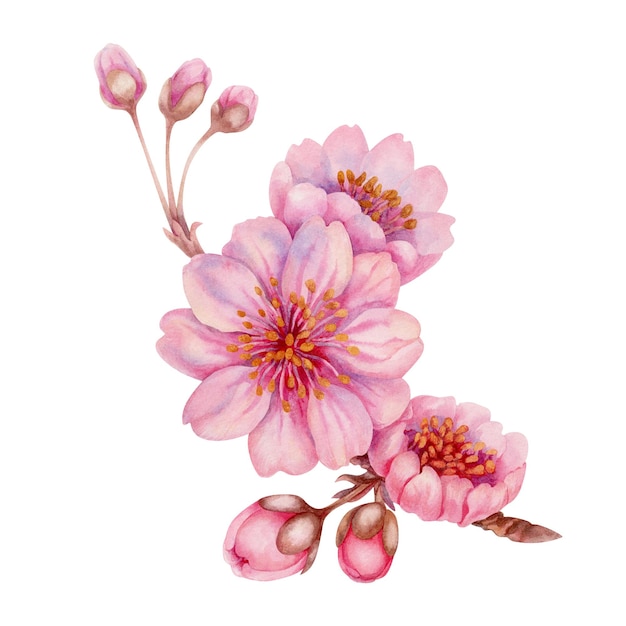 Watercolor spring sakura flowers japanese cherry Illustrations of blooming realistic pink petals