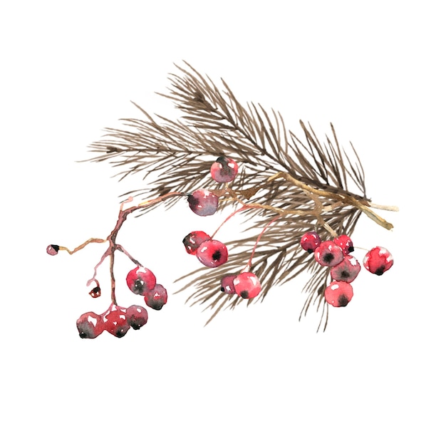 watercolor spruce branch and winter berries