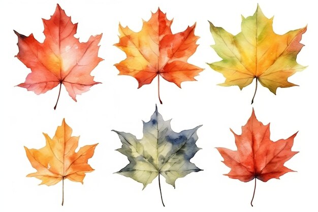 Watercolor style Maple Leaf Set on White Background Generative AI