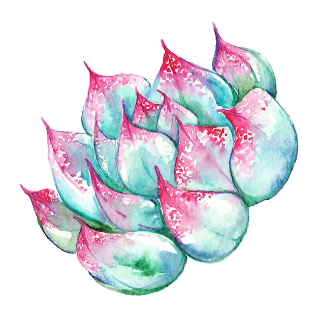 Watercolor succulent cactus flower plant hand drawn isolated