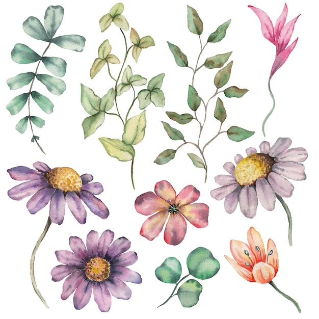 Watercolor Summer Flowers Collection