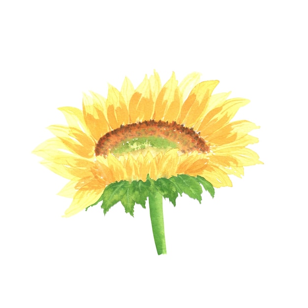 Watercolor sunflower An isolated element of the garden set of watercolor illustrations