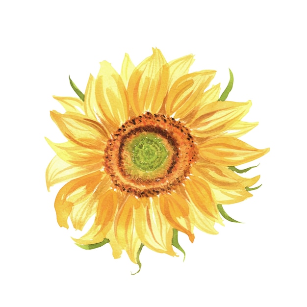 Watercolor sunflower An isolated element of the garden set of watercolor illustrations