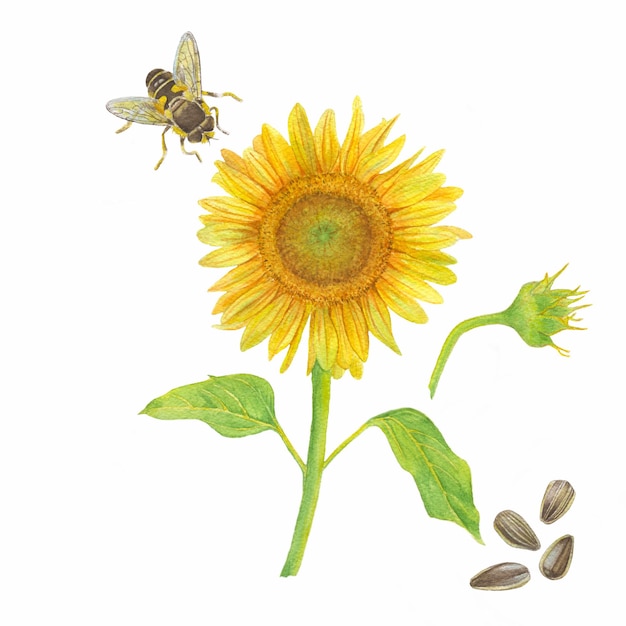 Watercolor sunflower with leaves sunflower seeds bee isolated on white background