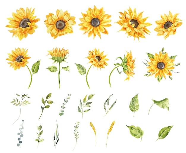 Watercolor sunflowers illustration set