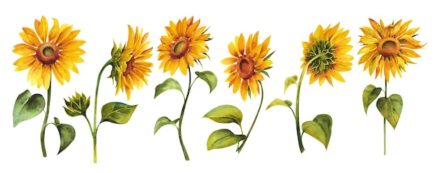 Photo watercolor sunflowers yellow bright sunflowers on a white background