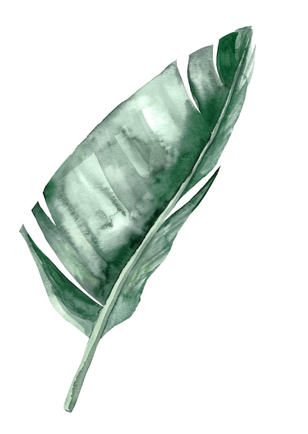 Watercolor teal green banana leaf isolated element tropical summer wedding illustration