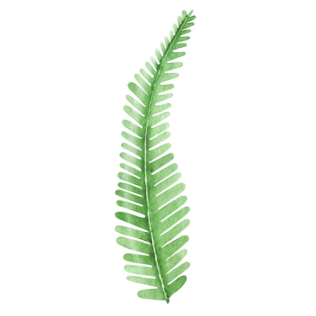 Watercolor tropical fern