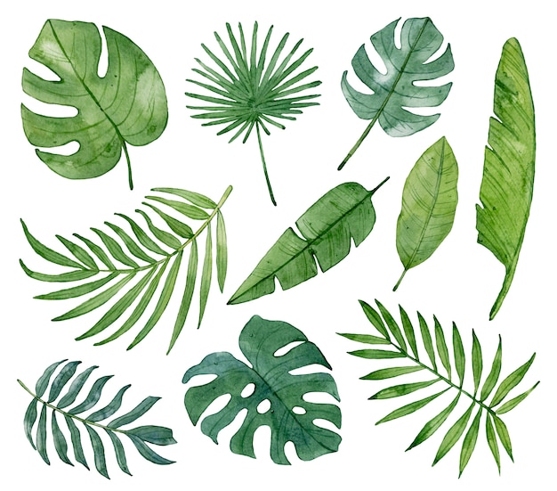 Watercolor tropical green leaves isolated.