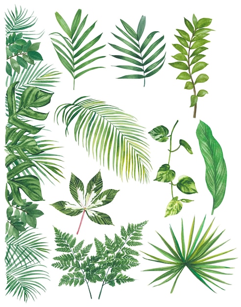 水彩熱帶葉油畫插圖,有剪切部分