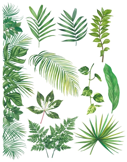 Watercolor tropical leaf paint illustration with clipping parts