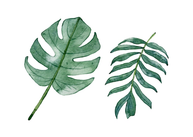 Watercolor tropical leaves isolated.