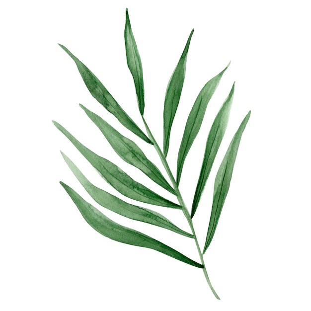 Watercolor tropical palm leaf element