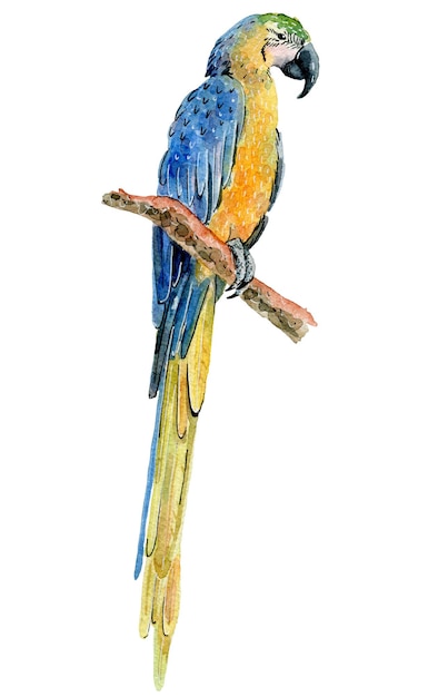 Watercolor tropical parrot Macaw