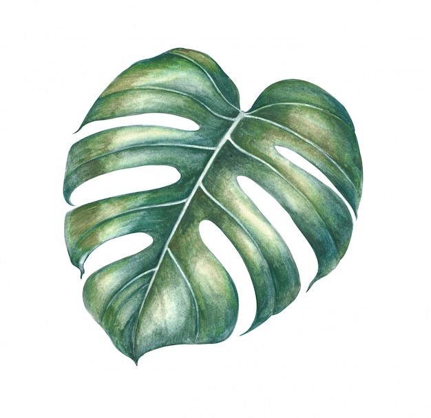 Watercolor tropical plants leaves.