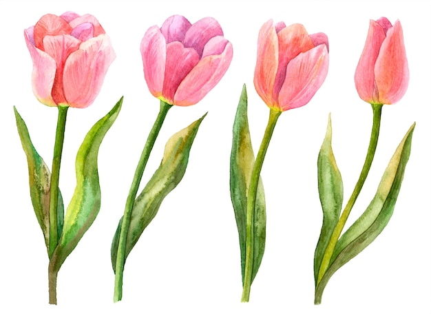 水彩チューリップセット、春の花、白で隔離される花の要素の手描きイラスト