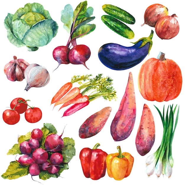 watercolor vegetables hand drawn illustration isolated on white background